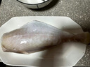 伯賢耗兒魚新鮮冷凍三去免處理馬面魚扒皮魚剝皮魚玻璃魚生鮮魚類海鮮 三去耗兒魚5-6兩/條 3斤裝 曬單實(shí)拍圖