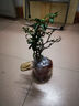意軒火棘苗 火棘樹苗火棘沙棘盆景盆栽樹樁觀果植物陽(yáng) 3年苗(當(dāng)年結(jié)果帶土球發(fā)) 曬單實(shí)拍圖