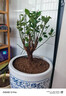 紅梅盆景老樁盆栽原生梅花植物盆栽室內(nèi)綠植耐寒濃香型烏梅不含盆 紅梅8年盆景（今年冬天開花） 曬單實拍圖