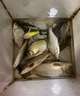 川澤OLED雙排燈珠尾夜光漂咬鉤變色高靈敏醒目日夜兩用野釣鯽鯉魚漂 EX1-3【變色款】鯽鯉綜合鉛2.5g LED雙排燈珠尾夜光漂 曬單實(shí)拍圖