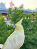 寵易生鳥用驅(qū)廦蟲噴劑鸚鵡鴿子鳥類咬毛啄羽掉毛螨蟲體外清潔噴霧500ML 曬單實(shí)拍圖