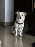 KAMPET狗狗項(xiàng)圈刻字大型犬中型小型犬大狗小狗圈狗脖套牽引繩狗繩真牛皮 l黑色項(xiàng)圈 M 曬單實(shí)拍圖