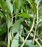 云南德宏新鮮蔬菜香料組合緬芫荽香柳小芫荽金芥紅米辣時(shí)令蔬菜 佐料組合一份 曬單實(shí)拍圖