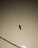 戶凈隱翅蟲殺蟲劑家用室內(nèi)無毒隱翅蟲驅(qū)趕專用藥床上衣柜可用驅(qū)蟲神器 3盒 【買2送1】蟲子不進屋 曬單實拍圖