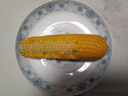 北緯47°黃糯玉米4斤(200g*10根)東北甜黏鮮玉米棒真空包裝  早餐苞米 曬單實拍圖