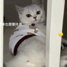 阿莫爾貓咪衣服純棉無袖開衫春夏季紗布可愛馬甲狗狗防曬背心薄款防掉毛 白色熊頭（棉紗布） XL(建議10-13斤參考胸圍背長) 曬單實拍圖