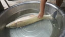 民間藝人伊勢尼魚鉤綁好子線雙鉤成品防纏繞有刺魚鉤套裝野釣湖庫大物 曬單實拍圖