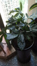 發(fā)財樹(shù)盆栽大型室內綠植物花卉招財樹(shù)搖錢(qián)樹(shù)開(kāi)業(yè)喬遷新居贈禮綠植 辮子發(fā)財樹(shù)50-60cm高【原盆】 曬單實(shí)拍圖