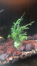 水草植物魚(yú)缸真草造景生態(tài)全套擺件養魚(yú)增氧鋪底陰性水培凈化綠植 鹿角蓉水草定植杯培育一杯 曬單實(shí)拍圖