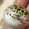 仟蕓 河豚魚(yú)潛水艇魚(yú)小型淡水熱帶觀賞寵物活體狗頭魚(yú)好養(yǎng) 3-4cm潛水艇魚(yú)3條河豚 曬單實(shí)拍圖