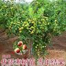 冰糖脆棗樹(shù)苗沾化冬棗樹(shù)苗特大棗苗冰糖棗果樹(shù)苗耐寒南北方種植 6年棗樹(shù)苗當年結果多 曬單實(shí)拍圖
