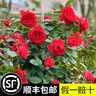 坤卉薔薇花苗爬藤耐寒藤本月季特大爬墻花卉陽臺盆栽庭院植物四季開花 夏洛特夫人（當(dāng)年開花爆滿） 1.6米左右爬藤特大苗 曬單實拍圖