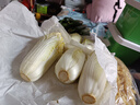 云南高原娃娃菜新鮮蔬菜生鮮乾隆白菜早餐火鍋必備產(chǎn)地直發(fā) 淺黃色 新鮮娃娃菜3顆裝*1包 曬單實(shí)拍圖