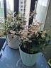 晨際花葉絡(luò)石盆栽陽臺庭院耐熱耐寒綠植花園彩葉絡(luò)石吊蘭植物易養(yǎng)活 今日特價180#大盆花葉絡(luò)石 帶盆栽好 曬單實拍圖