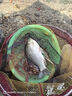 川澤鼎尖江湖伊勢尼魚(yú)鉤大物子線(xiàn)雙鉤成品魚(yú)鉤子綁好野釣湖庫大物鉤 75cm【鉤10線(xiàn)4.0+鉤11線(xiàn)5.0】 鼎尖江湖伊勢尼大物鉤 曬單實(shí)拍圖