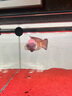 尼奧光 NEO-HELIOS尼奧魚(yú)缸燈雷龍燈led燈防水增色增艷日光發(fā)色燈 25W日光燈72cm【適用75-95魚(yú)缸】 曬單實(shí)拍圖