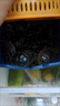 【活蟹】鮮活螃蟹凈重足重淡水大閘蟹六月黃小河蟹生鮮水產(chǎn)現(xiàn)貨 五元蟹[0.9-1.2兩]18只+多送2只 曬單實(shí)拍圖