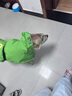 華元寵具（hoopet）柴犬雨衣柯基青蛙斗篷夏季小狗小中型犬防水防臟外出寵物狗狗雨披 L-脖圍48CM背長51cm建議30-35斤 曬單實拍圖