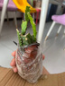 令箭荷花帶根花苗盆栽室內外花卉植物多肉陽臺觀賞重瓣售嫁接枝條 黃色10~20cm高一盆多顆原盆土 不含盆 曬單實拍圖