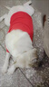 洽苒日本寵物止吠器馬犬德牧狗狗嘴套防咬叫防亂食中外出口罩嘴罩 開(kāi)口嘴套 M碼【35-50斤】 曬單實(shí)拍圖
