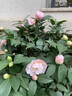 植物再生劑濃縮營(yíng)養液復活液水培花肥料室內盆栽植物營(yíng)養液通用型 單盒(6支108g） 曬單實(shí)拍圖
