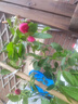 景郁春 JIRYUCUR薔薇花苗藤本月季庭院爬藤植物臺(tái)花卉四季開花安吉拉源頭直發(fā) 曬單實(shí)拍圖