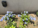 藍(lán)雪花大花苗爬藤植物陽臺庭院四季開花盆栽室內(nèi)外鮮花卉盆景植物 【帶花苞】2盆藍(lán)雪花180（加侖盆） 曬單實(shí)拍圖