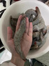 皇家麒麟3斤 大蝦特大號鮮活速凍海蝦青島大蝦海鮮冷凍海捕對蝦白蝦整箱 18-22cm海蝦王 2.7斤(凈重)  爆款 曬單實拍圖