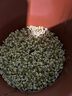 甘泉村廠家直銷紫砂豆芽罐生豆芽機家用生豆芽神器發(fā)花生芽陶瓷豆芽罐 大款紫砂豆芽罐（發(fā)4斤豆芽） 曬單實拍圖