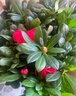 花翁杜鵑花盆栽花卉帶花苞綠植 大號紅色杜鵑(郁金香瓷盆)源頭直發(fā) 曬單實(shí)拍圖