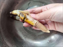 蕓鮮曦蟶子肉 去殼蟶子王肉大竹蟶子新鮮竹節(jié)蟶子鮮活現(xiàn)剝生鮮 貝類 蟶王肉 2500g(凈重) 曬單實拍圖