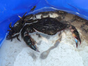 漫生活趕海工具套裝沙灘挖沙玩具鐵鍬鋤頭水桶鏟子夾子耙挖土種菜6件套 曬單實拍圖