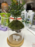 OEMG微景觀創(chuàng)意盆栽趣味辦公室內(nèi)茶幾桌面玻璃苔蘚小綠植物吉利紅好養(yǎng) 觀山苔蘚-小白熊-含竹底托 曬單實拍圖