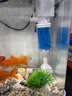 JCZS德國魚缸過濾制氧一體機(jī)超靜音客廳循環(huán)水泵凈水器三合一魚馬桶 【6W/吸便-培菌凈水】 曬單實拍圖