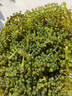 【海葡萄藍盒裝300g】鹽漬海藻海帶裙帶菜兒童零食爆珠脆爽解壓 一盒【送芥末醬油】 每盒三袋每袋100g固形物35% 曬單實(shí)拍圖