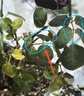 虹越（HONGYUE）爬藤月季盆栽苗 龍沙寶石花園庭院拱門(mén)月季花卉LYG 【經(jīng)典豐花】粉色龍沙寶石 3L 曬單實(shí)拍圖