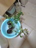 藤本月季花苗月季花樹(shù)苗盆栽特大花苗庭院爬藤植物陽(yáng)臺薔薇爬墻 御用馬車(chē)【爬藤月季花苗】 小苗（高度20-35厘米） 曬單實(shí)拍圖