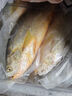 超樸生鮮【順豐空運(yùn)-深海捕撈】正宗大陳島大黃魚(yú)2斤黃花魚(yú)東海鮮舟山特產(chǎn) 1斤/條 共2條 冷鏈運(yùn)輸 曬單實(shí)拍圖