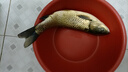 楊巨物重窩玉米魚(yú)餌野釣魚(yú)食魚(yú)料打窩餌料窩料飼料打窩料誘魚(yú)劑魚(yú)料 重窩2包 曬單實(shí)拍圖
