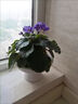 紫羅蘭非洲堇迷你小盆栽帶花苞室內客廳好養重瓣花卉四季開(kāi)花植物 約15cm非洲堇紫色+白色螺紋盆送肥 曬單實(shí)拍圖