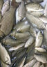 進(jìn)口魚鉤魚線釣魚鉤純手工精綁子線雙鉤金袖鉤金海夕成品鉤子袖鉤 總長45金袖無刺【40付】帶子線盒 3號鉤+4號鉤 曬單實拍圖