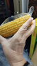 京鮮生東北黃玉米棒200g×8棒25年新玉米 真空黏玉米 多種包裝 源頭直發(fā) 曬單實(shí)拍圖