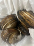 海蘊(yùn)極鮮【活鮮】鮮活北極貝 新鮮刺身貝片日料大連生海鮮馬貝北寄貝 500g(凈重)  （2-4只） 曬單實(shí)拍圖