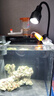 益科達(dá)海缸燈led海水魚(yú)缸燈水草小丑魚(yú)珊瑚專用可調(diào)焦藍(lán)白補(bǔ)光造景夾燈 16.8W黑色海缸燈-藍(lán)白變光 100缸內(nèi) 曬單實(shí)拍圖