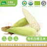 有機(jī)匯有機(jī)糯玉米 香甜軟糯煮食玉米 新鮮現(xiàn)摘 有機(jī)種植無農(nóng)殘 寶寶輔食 500g 曬單實(shí)拍圖