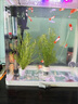 水族魚(yú)草孔雀魚(yú)下崽避難所竹節草新手水草好養耐活靜水凈水小魚(yú)缸 7多棵竹節草長(cháng)10-20cm  水袋散裝 曬單實(shí)拍圖