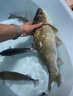ROHDE春夏鯽魚餌料黑坑通殺鯽魚大板鯽濃腥香釣魚餌料野釣四季通殺餌料 升級版狂口果炫一瓶 曬單實拍圖