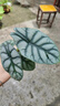 愛優(yōu)尚白犀牛海芋盆栽桌面植物天鵝絨竹芋花卉綠植四季可吸甲醛源頭直發(fā) 曬單實(shí)拍圖