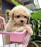 泰迪幼犬純種灰泰迪貴賓犬茶杯犬長(zhǎng)不大小體狗小型犬活體狗寵物狗 寵物級(jí) 香檳泰迪 公 曬單實(shí)拍圖