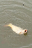 釣魚王霸王悍S大物竿手竿黑坑鰱鳙巨物青草鱘魚釣魚竿6.3m 曬單實拍圖